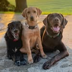 Leila the Chocolate Chunk & the Sugar Rush Pack